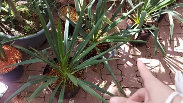 19.04.22 Ездили в Голландию, в цветочный магазин ,,Oosterik "???? смотреть онлайн