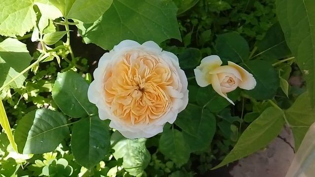 Роза английская пионовидная Джульетта (Juliet) смотреть онлайн