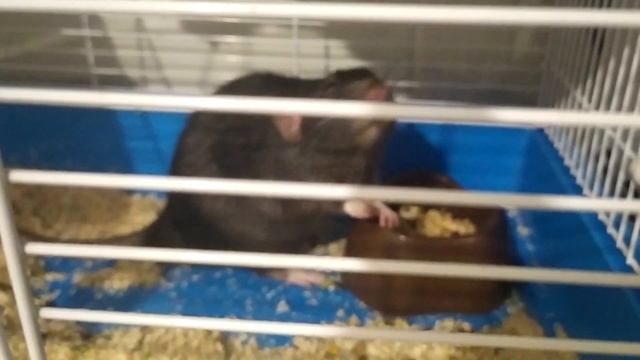 Делай То, Что Воплощает Мечты