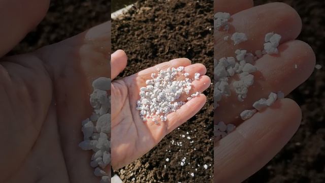 Посадка чеснока 2024. Дача как хобби смотреть онлайн