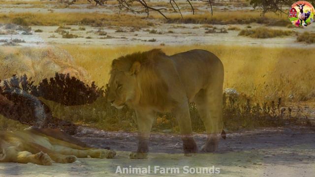 Happy Animal Moments Around Us: Monkey, Cow, Hen, Rhino, Polar Bear - World Animals &amp смотреть онлайн