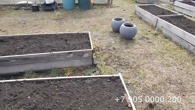 Редиска взошла. Вторая обработка сада. смотреть онлайн