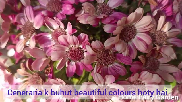 How To Grow And Care Ceneraria Plant||Ceneraria Plant Care And Propagation||Home Fairy Garden смотреть онлайн