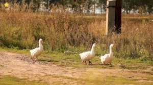 СБОРНИК Домашние животные для детей Как говорят животные Звуки животных.