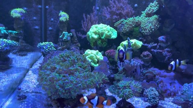 Самые доступные аквариумные рыбки для начинающего морского аквариумиста!!!