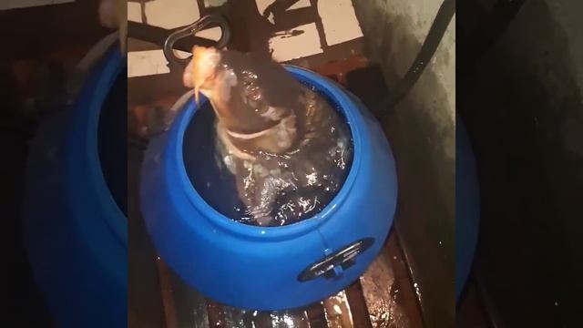 Говорящая рыба Сазан смотреть онлайн