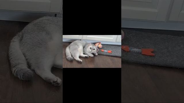 Британская шиншилла смешные моменты и не только