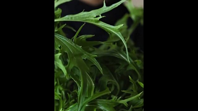 Японская зелень Мизуна смотреть онлайн