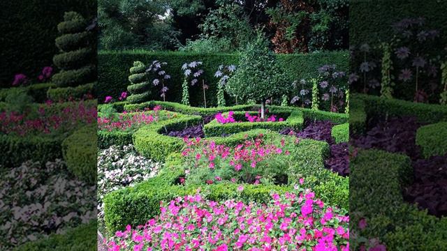 A Stunning Petunia. #nature #happiness #love #blooming #blossom #garden #nofilter #outdoors #flowe