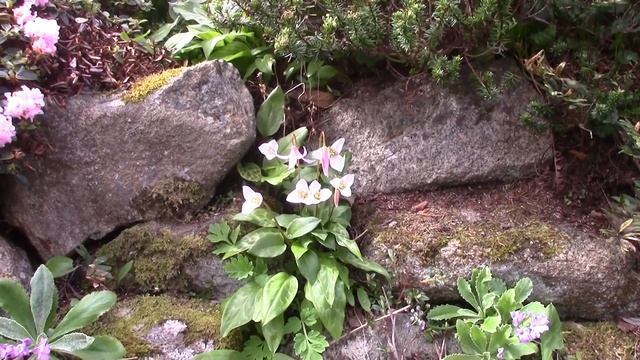 Bulb log video Diary Garden walk with Erythroniums смотреть онлайн