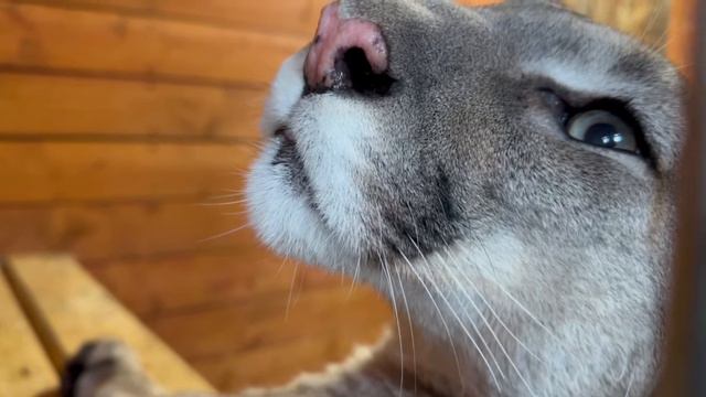 Большой мурк смотреть онлайн