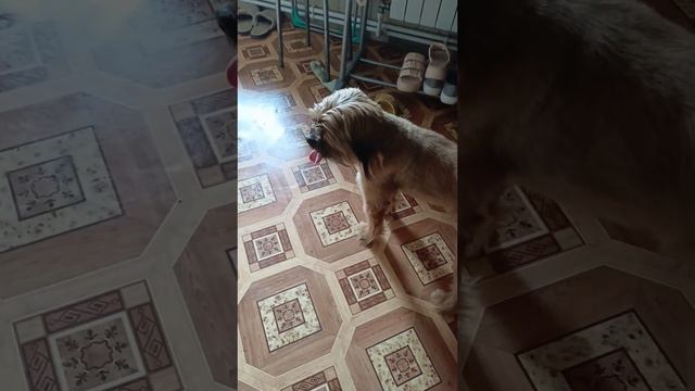 Кузька под музыку 🐕🐕🐕🐕