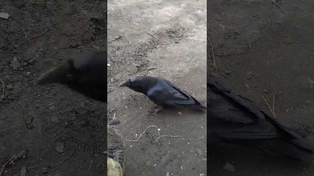 Ручной говорящий ворон смотреть онлайн