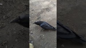 Ручной говорящий ворон