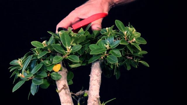 Ficus Microcarpa the Small Clump смотреть онлайн