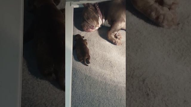 "Oso Cafe" CK Grizzly Pups 1st Full Video Wonderful Baby Pitbull Puppy смотреть онлайн