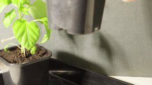 Как поливать рассаду помидор (томатов), сладкого перца и баклажанов ? Частота полива рассады