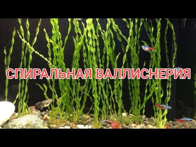 СПИРАЛЬНАЯ ВАЛЛИСНЕРИЯ. СОДЕРЖАНИЕ И УХОД В АКВАРИУМЕ смотреть онлайн