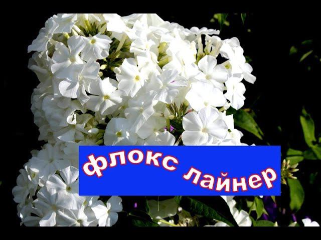 Флокс Лайнер смотреть онлайн