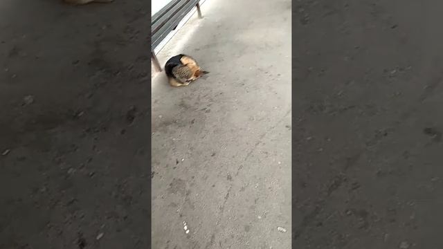 Кориб йигламанг смотреть онлайн