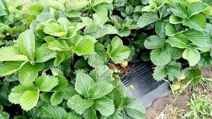 Обзор: Клубника Фейт, поздний сорт- замечательное продление клубничного сезона!