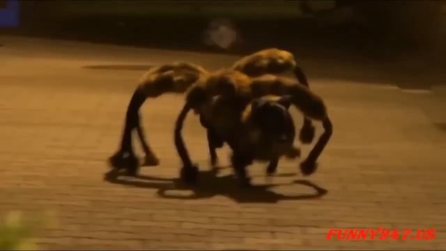 Прикольная одежда для собак смотреть онлайн
