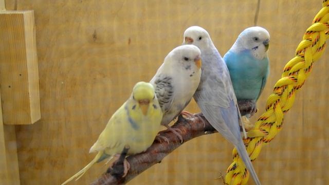 Как выбирать попугая в магазине, волнистые попугаи, не типичные советы! смотреть онлайн