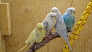 Как выбирать попугая в магазине, волнистые попугаи, не типичные советы!