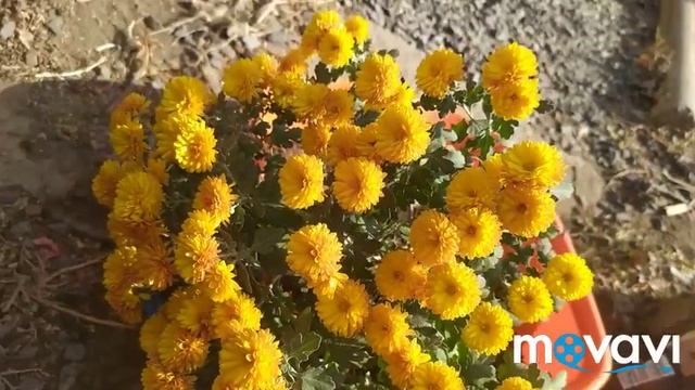 Убираю хризантемы на зиму. смотреть онлайн