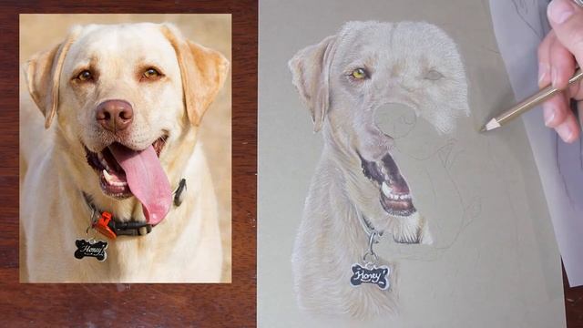 DRAWING A DOG WITH COLOURED PENCIL - Polychromos and Derwent Drawing pencils to create realistic ar смотреть онлайн