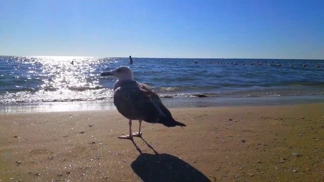 Чайки Seagull смотреть онлайн