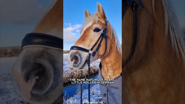 Haflinger ? One Of The Most Beautiful Horses In The World #shorts #haflinger #horse смотреть онлайн