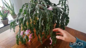 Декабрист вянет, желтеют и опадают сегменты 😰