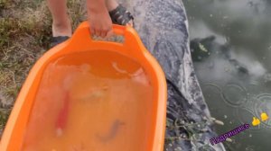 РАЗВЕДЕНИЕ КАРПОВ КОИ И ЯПОНСКОГО КАРАСЯ. БИОПЛАТО. ПРУД. ЧЕМ КОРМИТЬ КАРПА. ВУАЛЕВЫЙ КАРП. КИТАЙСК