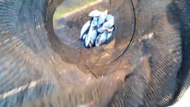 Рыбалка на Киевской набережной на удочку, 3 лестница