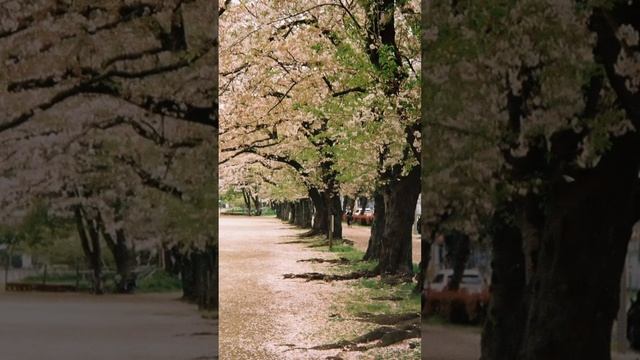 Film roll camera Japan Life photo смотреть онлайн