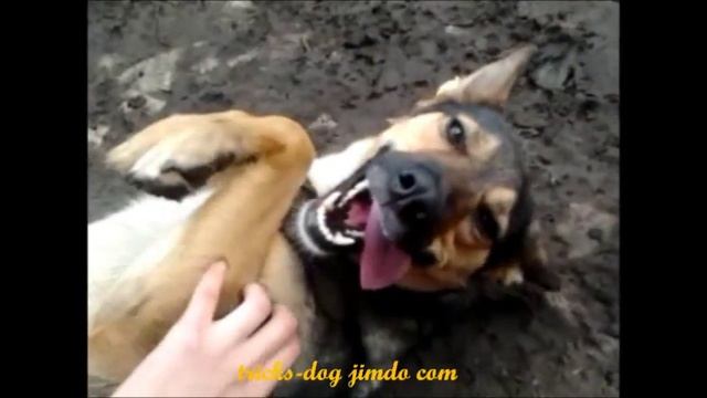 Как расслабить собаку? / how to relax a dog? смотреть онлайн