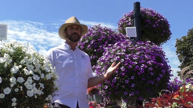 Dig Deep: SUPERTUNIA Mini Vista Indigo Petunia смотреть онлайн