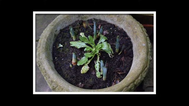 Alan & Ellen 4 Seasons Garden - Winter 2015 смотреть онлайн