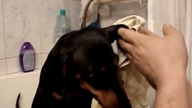 Злой пёс Тима! смотреть онлайн
