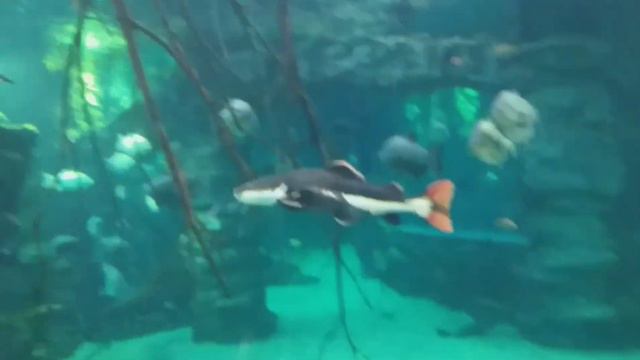 Океонариум смотреть онлайн