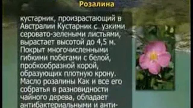 !Линия чайное дерево » Мой Вивасан  Vivasan(Вивасан)