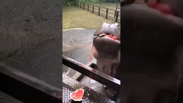 Karpuz yiyen Su aygırı-Бегемот ест арбуз-Hippo eating watermelon смотреть онлайн