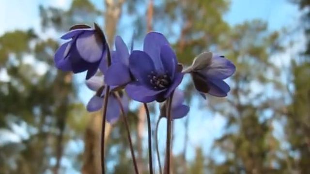 Blåsippa - Hepatica - Liverleaf смотреть онлайн