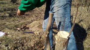 Прививка яблони веснойGrafting Apple trees 100% способ под кору от садовода л
