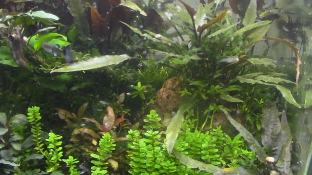 Как влияет температура воды в аквариуме на пол рыбок ГУППИ. смотреть онлайн