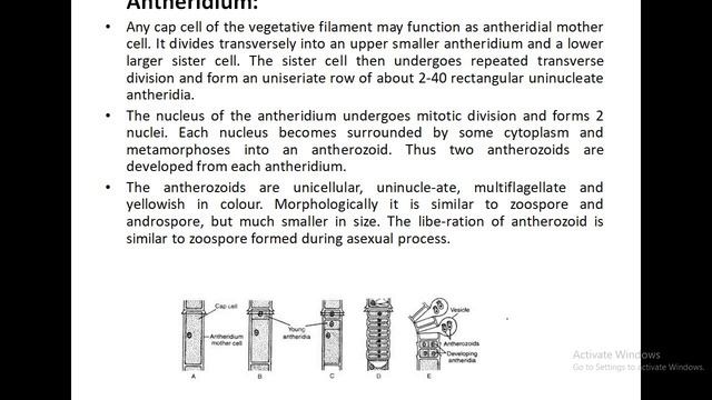 OEDOGONIUM LIFECYCLE