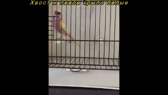 Необычный окрас урагуса (лат. Carpodacus sibiricus) смотреть онлайн