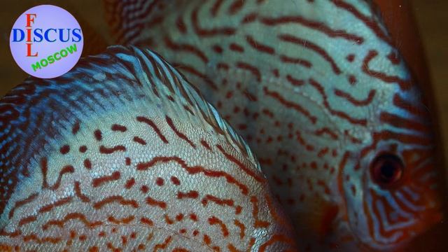 ДИСКУСЫ Туркис Апачи смотреть онлайн