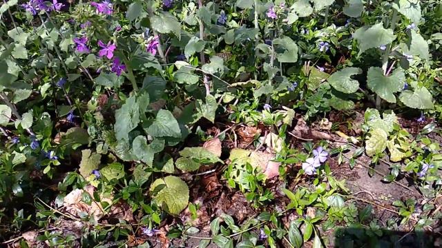 Как цветут Лунарики...\How the Lunarians are blooming ... смотреть онлайн